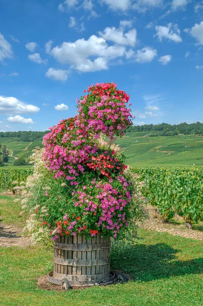 Région Champagne Près Epernay France — Photo