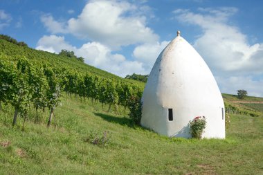 Vineyard Landscape in Rhinehessen wine region,Germany clipart