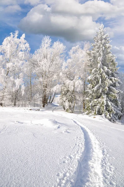 Winter Bavarian Forest Bavaria Germany — Stock Photo, Image