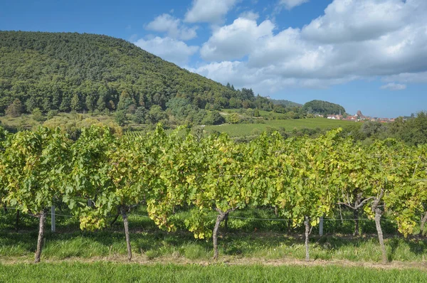 Wijngaard Landschap Bij Gleisweiler Het Wijngebied Palts Duitsland — Stockfoto