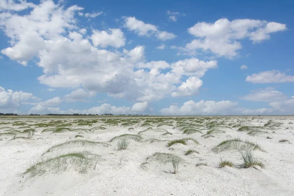 Kwelder Sankt Peter Ording Aan Noordzee Noord Friesland Duitsland — Stockfoto