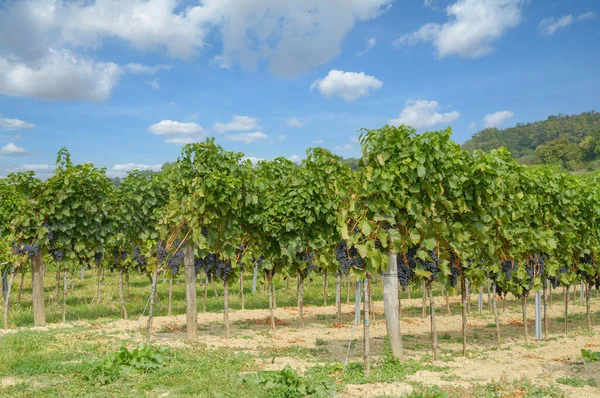 Vignoble Neusiedler See Burgenland Autriche — Photo