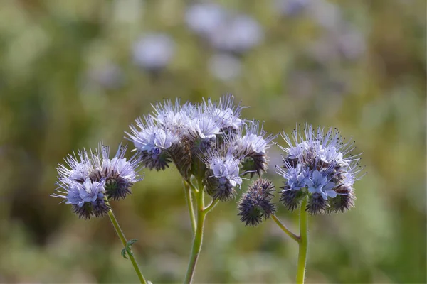 ラインラントのフィールド上のスコーピオンウィード Phacelia Tanacetifolia — ストック写真