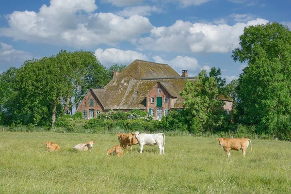 traditional Farmhouse called Haubarg,Eiderstedt Peninsula,North Frisia,North Sea,Germany