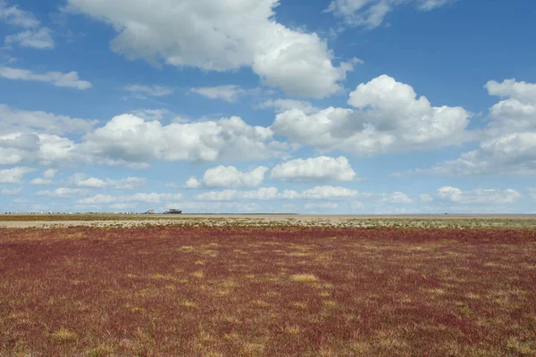 Plaża Sankt Peter Ording Glasswort Salicornia Europaea Morze Północne Fryzja — Zdjęcie stockowe