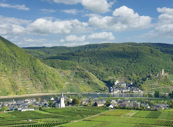 Wijngaard Landschap Bij Beilstein Moezelvallei Duitsland — Stockfoto
