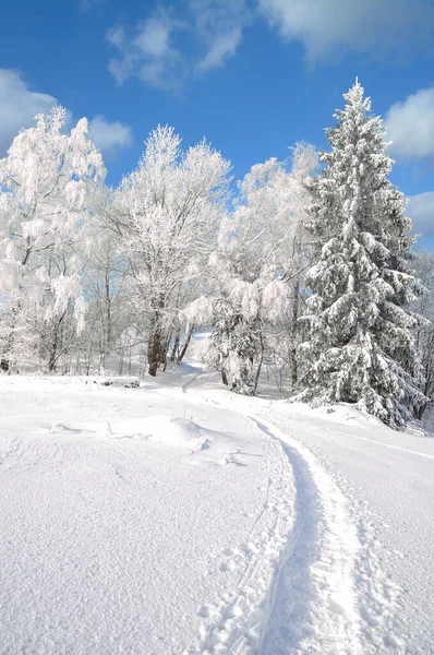 Winter Bavarian Forest Bavaria Germany — Stock Photo, Image