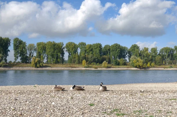 Canada Geese Branta Canadensis Rhine River Rhineland Γερμανία — Φωτογραφία Αρχείου