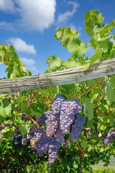Vineyard Grapes South Tirol Italy — Stock Photo, Image
