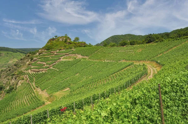 Mayschoss Ahrtal Rheinland Pfalz Tyskland — Stockfoto