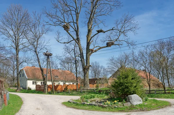 Village Storks Zywkowo Warmia Masuria Lengyelország — Stock Fotó