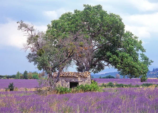 Campo de lavanda en Provenza, sur de Francia —  Fotos de Stock