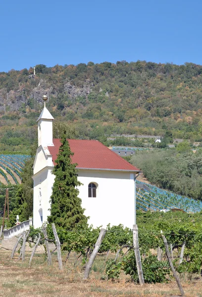 Vinha de Badacsony, Lago Balaton, Hungria — Fotografia de Stock