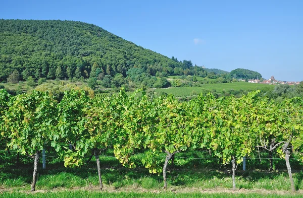 German Wine Route près de Neustadt an der Weinstrasse — Photo