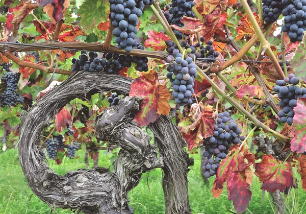 Grapevine na německé víno Road, Porýní Falc, Německo — Stock fotografie