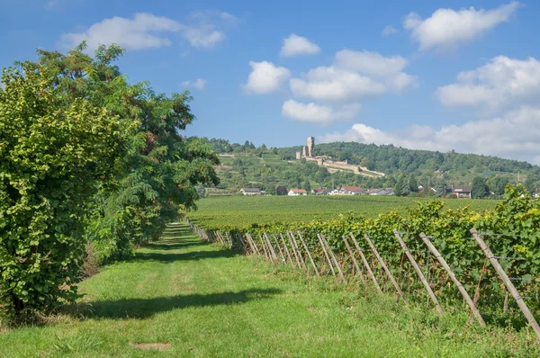 Wachenheim, route des vins allemande, Rhénanie-Palatinat, Allemagne — Photo