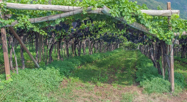 Grapevine, Zuid-Tiroolse Wijnroute, Meran, Zuid-Tirol, Italië — Stockfoto