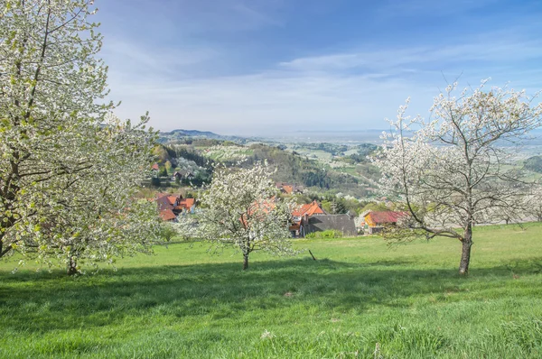 Sringtime em Floresta Negra perto de Village of Sasbachwalden, Alemanha — Fotografia de Stock