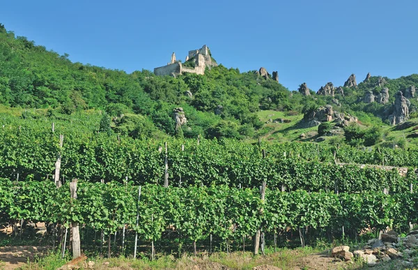 Vigneto e rovina di Duernstein, Danubio, Wachau, Austria — Foto Stock