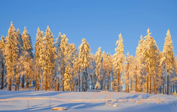 Winter Evening,Bavarian Forest,Bavaria,Germany — Stock Photo, Image