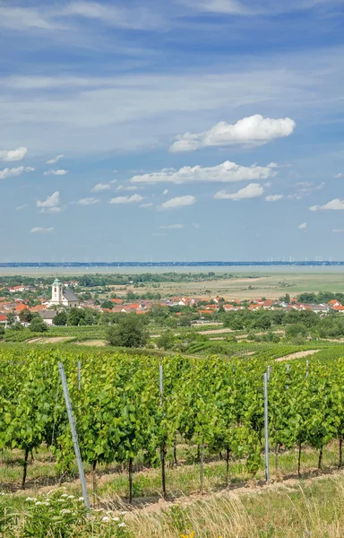 Oggau, Lake Neusiedler See, Burgenland, Áustria — Fotografia de Stock