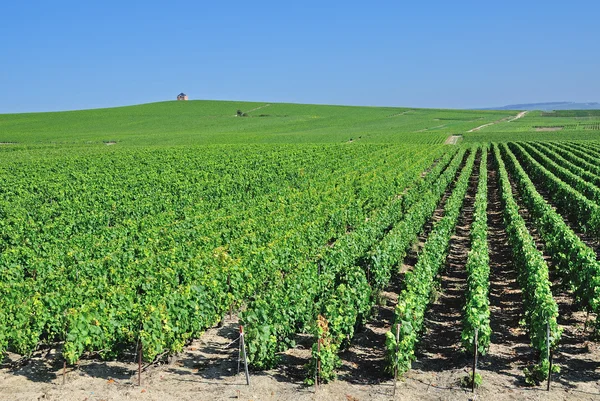 Vinice Krajina v regionu Champagne poblíž Epernay, Francie — Stock fotografie