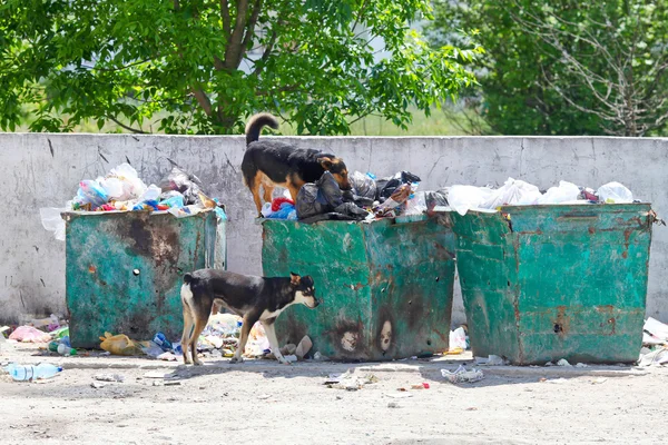 Two stray dogs rummage in a wastebasket