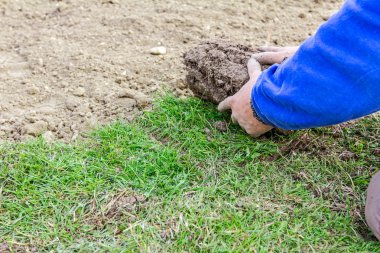 Unrolling çim, çim uygulama için yeni bir çim rulo