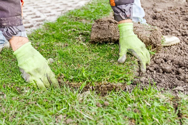 Unrolling grass, applying turf rolls for a new lawn — Stock Photo, Image