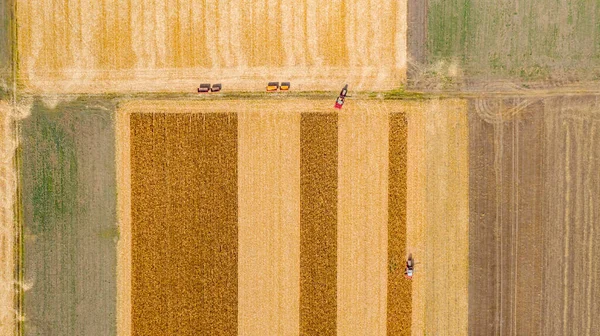 Top View Two Agricultural Harvesters Cutting Harvesting Mature Corn Farm — Stock Photo, Image