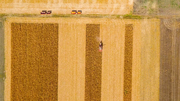 Letecký Pohled Zemědělský Sklízeč Řezání Sklízení Zralých Kukuřic Polích Kukuřičném — Stock fotografie