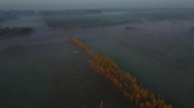 Ormanın en üst manzarası, ağaçların tepesi, kamera yukarı eğiliyor ve sabah erken saatlerde manzaranın panoramik görüntüsünü açıyor..