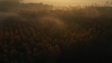 Ormanın en üst manzarası, ağaçların tepesi, kamera yukarı eğiliyor ve sabah erken saatlerde manzaranın panoramik görüntüsünü açıyor..