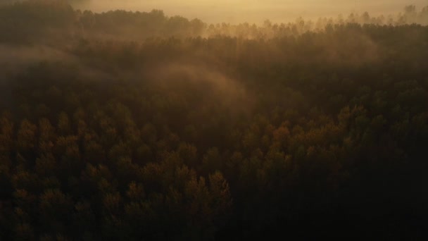 Blick Von Oben Auf Wald Baumkronen Kamera Kippt Nach Oben — Stockvideo