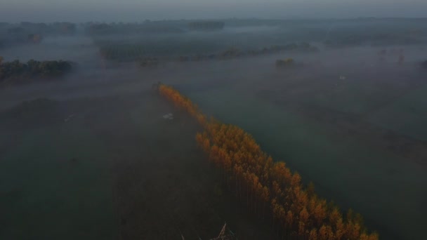 Вид Зверху Ліс Дерева Нахил Камери Відкриває Панорамний Вид Ранковий — стокове відео