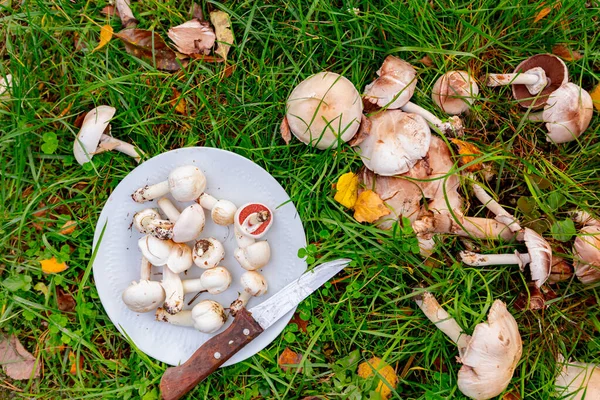 Vilda Vita Svampar Med Paraplyer Plockade Tallrik För Matlagning Från — Stockfoto