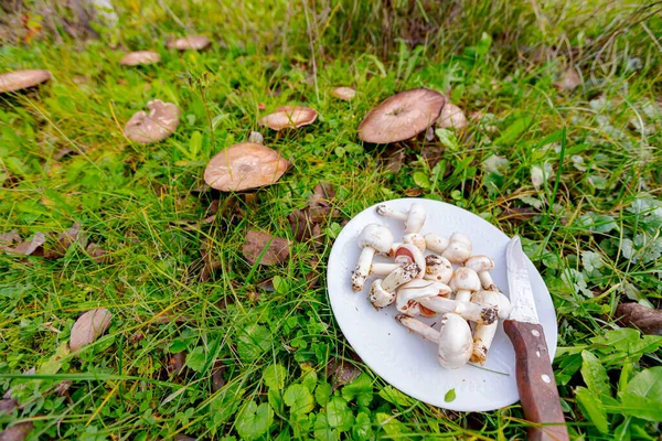 Vilda Vita Svampar Med Paraplyer Plockade Tallrik För Matlagning Från — Stockfoto