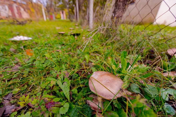 Vild Mogen Gammal Svamp Med Paraply Växer Bland Gräs Trädgården — Stockfoto