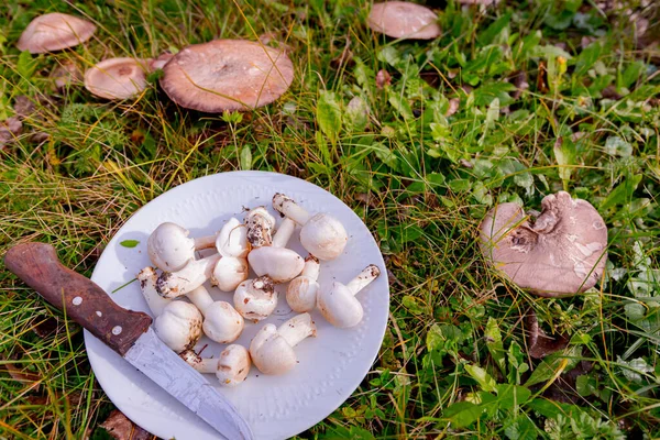 秋天从花园采摘的带有雨伞的野生白色蘑菇 放在盘子里做饭 — 图库照片