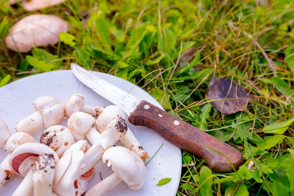 秋天从花园采摘的带有雨伞的野生白色蘑菇 放在盘子里做饭 — 图库照片