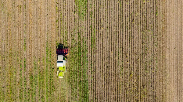 Vista Aérea Cosechadora Agrícola Está Cortando Cosechando Girasol Maduro Campos — Foto de Stock