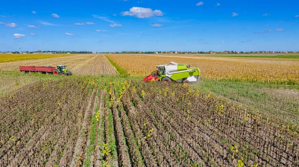 Visão Acima Colheitadeira Agrícola Está Cortando Colhendo Girassol Maduro Campos — Fotografia de Stock