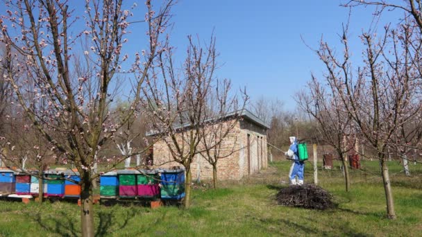 Petani Pakaian Pelindung Menyemprotkan Buah Buahan Kebun Menggunakan Penyemprot Panjang — Stok Video
