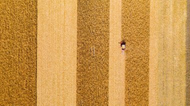 Zirai hasat aracının havadan görünüşü tarım arazilerindeki olgun mısırları kesip biçiyor..