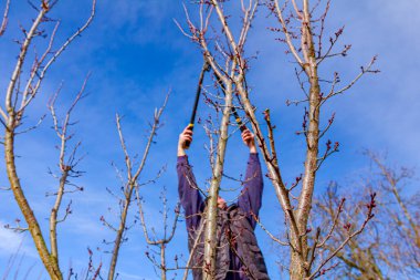 Yaşlı çiftçi, bahçıvan meyve ağaçlarının dallarını buduyor. Baharın ilk zamanlarında meyve bahçesinde uzun kesiciler kullanıyor..
