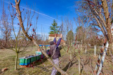 Yaşlı çiftçi, bahçıvan meyve ağaçlarının dallarını buduyor. Baharın ilk zamanlarında, arı kolonisi yakınlarında, meyve bahçesinde uzun kesiciler kullanıyor..
