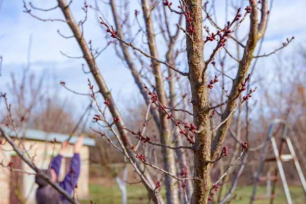 나이가 원예가는 봄철에 과수원에서 장작을 사용하여 과일나무 가지를 가지치기하고 — 스톡 사진