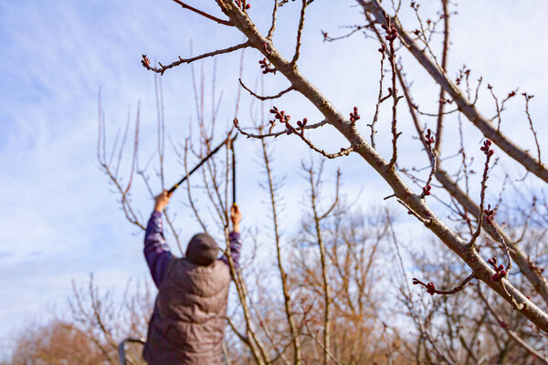 Farmer is pruning branches of fruit trees in orchard using loppers at early springtime day using ladders.