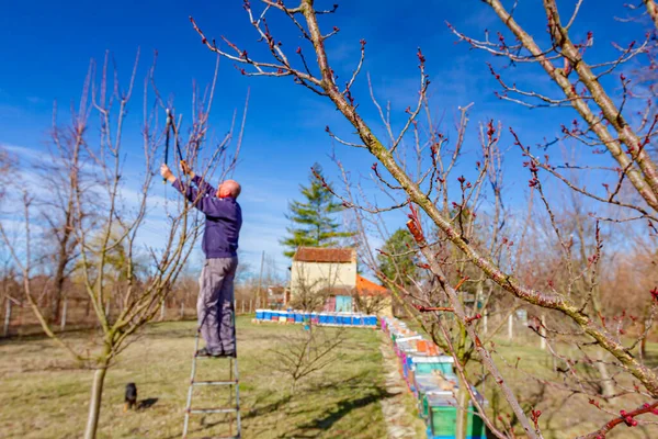 Gazda Gyümölcsfák Ágait Metszi Gyümölcsösben Létrákat Használva Kora Tavasszal — Stock Fotó