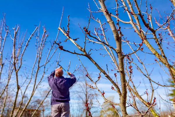 Yaşlı Çiftçi Bahçıvan Meyve Ağaçlarının Dallarını Buduyor Baharın Ilk Zamanlarında — Stok fotoğraf